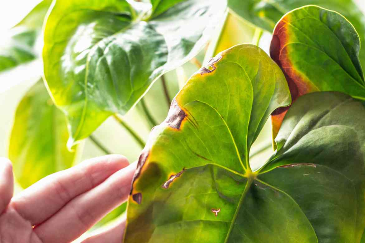 taches foliaires anthurium