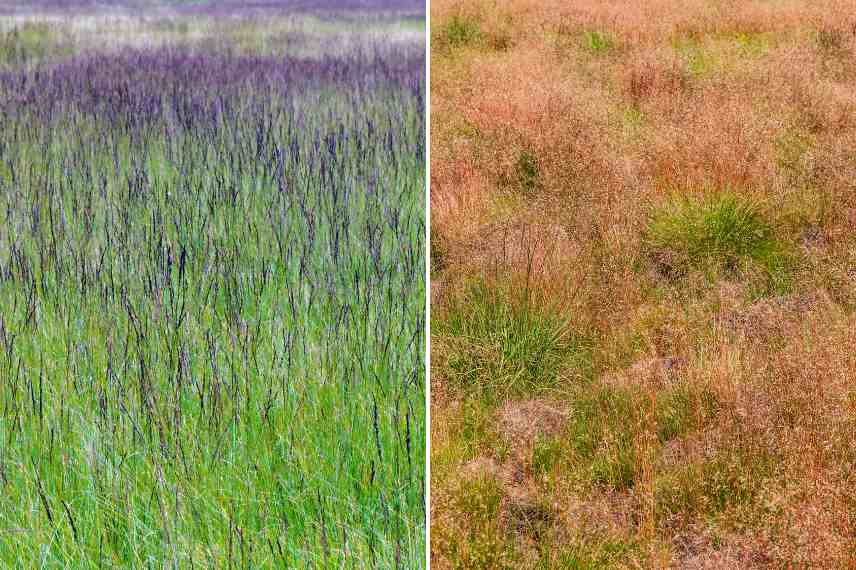 grass to plant in acidic soil