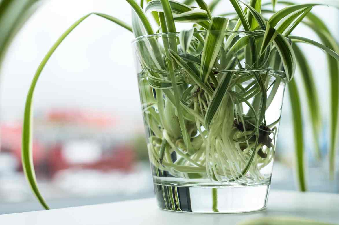 bouturage eau plante araignée