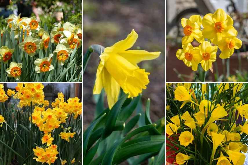 narcisses à fleurs jaunes