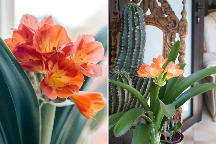 Clivia indoor plant placement