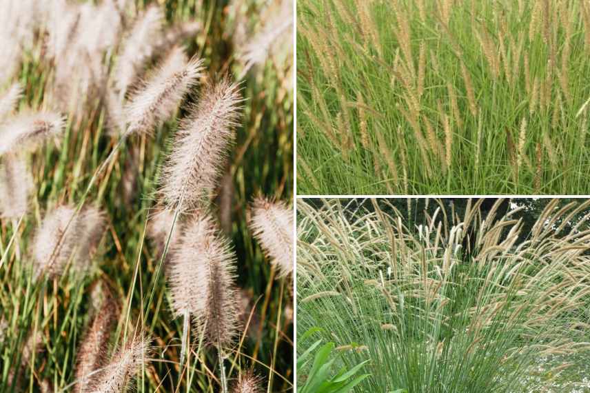 graminées pennisetum sol calcaire