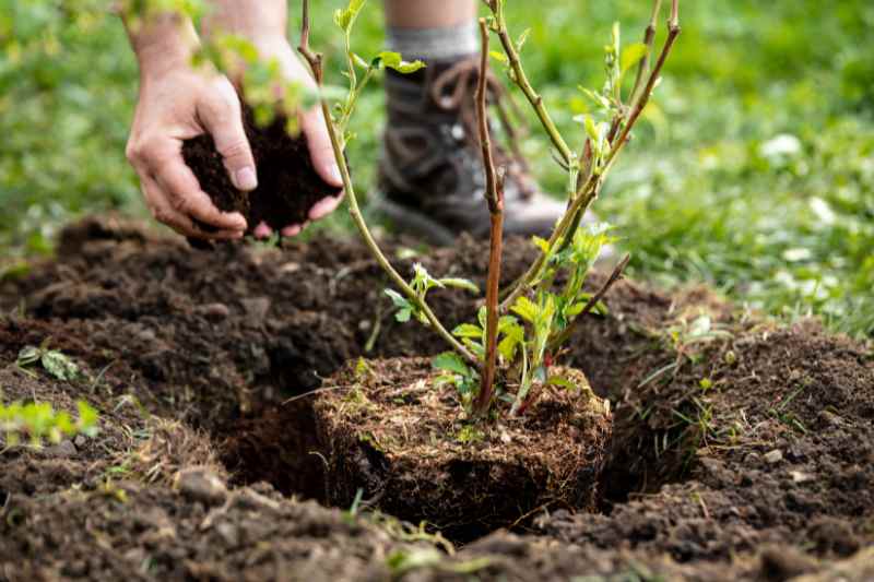 planter un arbuste 