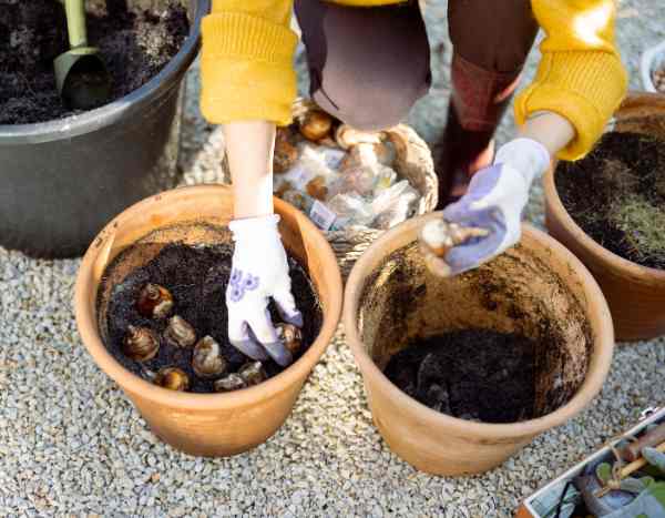 Comment planter les bulbes de printemps en pot ou en jardinière ?