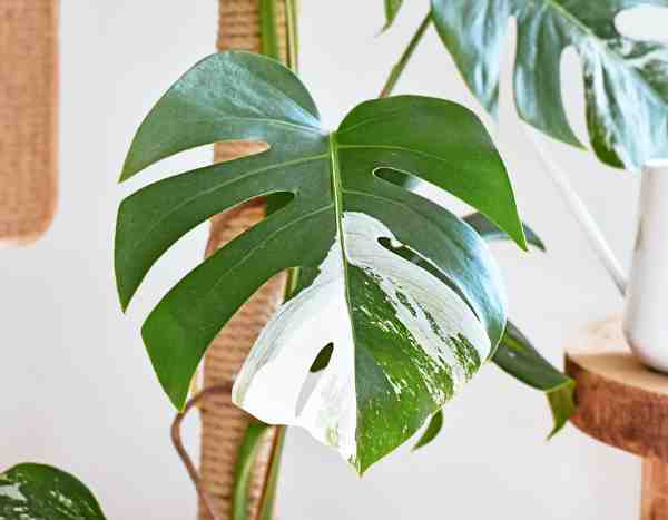 Quand les feuilles perdent leur couleur : le monde des plantes albinos