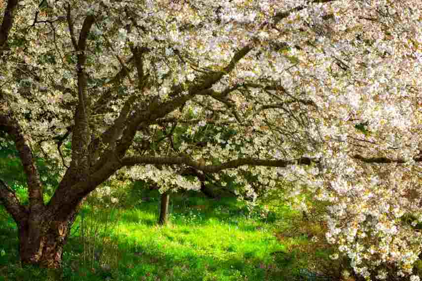 cerisier du Japon à floraison blanche