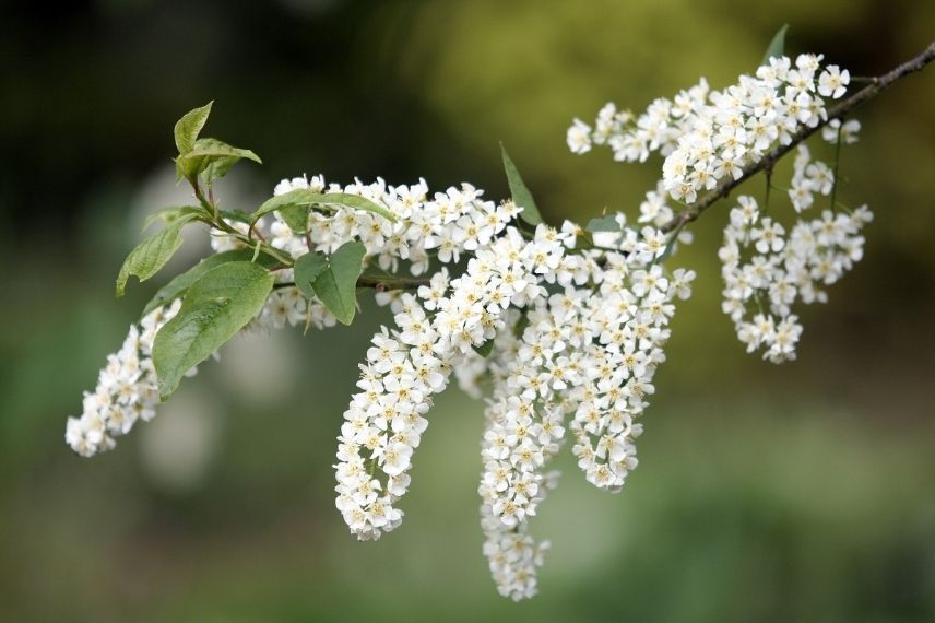 cerisier d'ornement floraison blanche