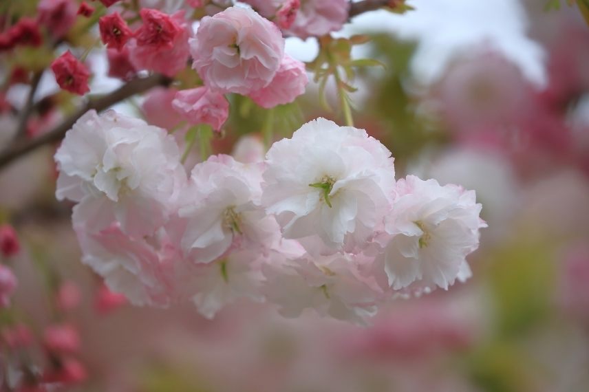 cerisiers à fleurs blanches