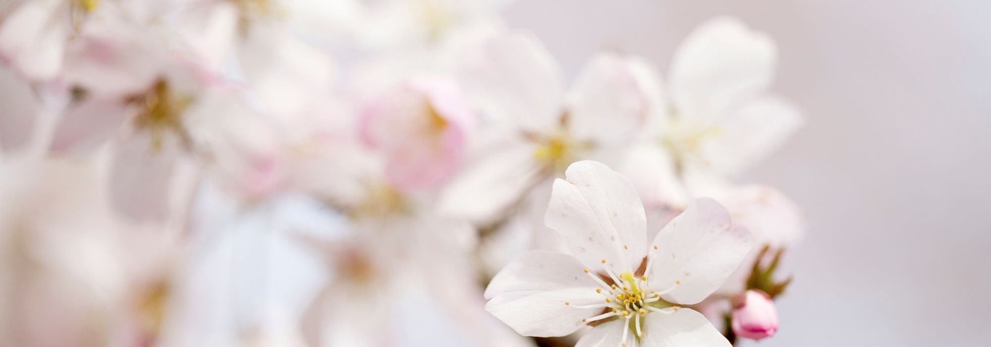 Quels cerisiers d'ornement à fleurs blanches choisir pour votre jardin ?