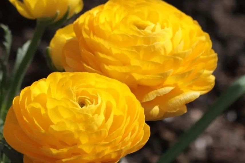 plantes bulbeuses à fleurs jaunes 