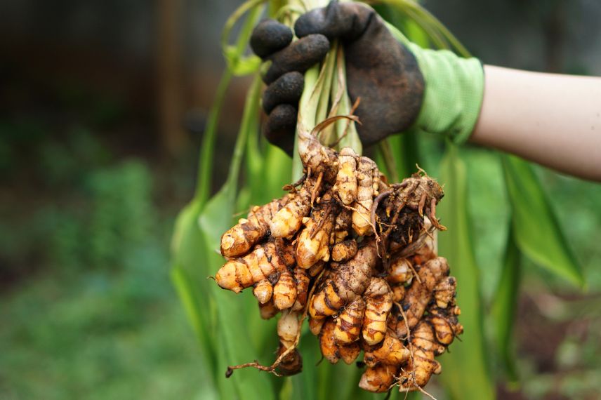 Rhizomes d'un curcuma déterré