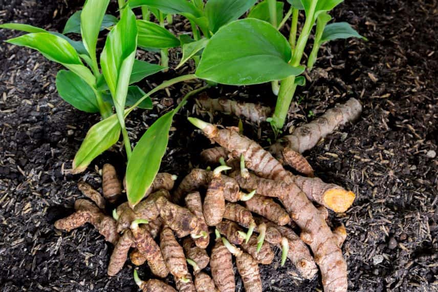 Comment cultiver le Curcuma