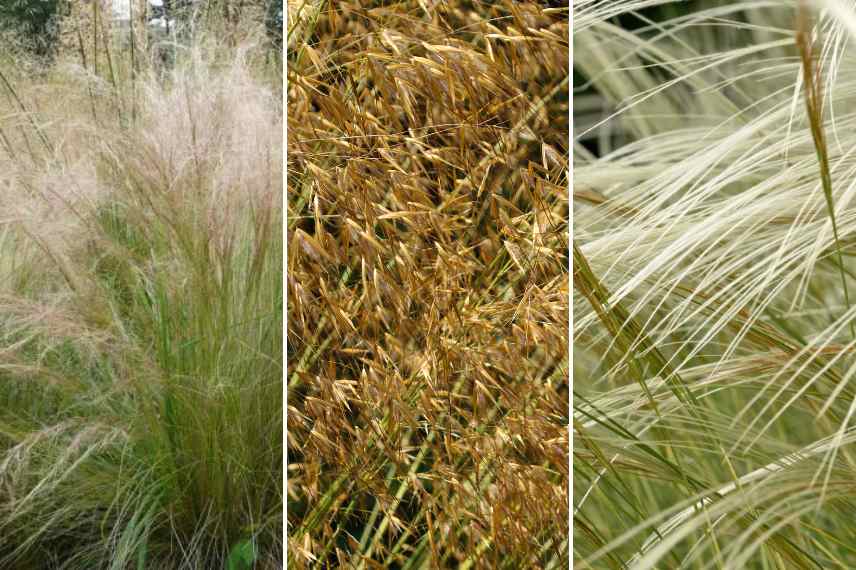 graminées stipa sol calcaire