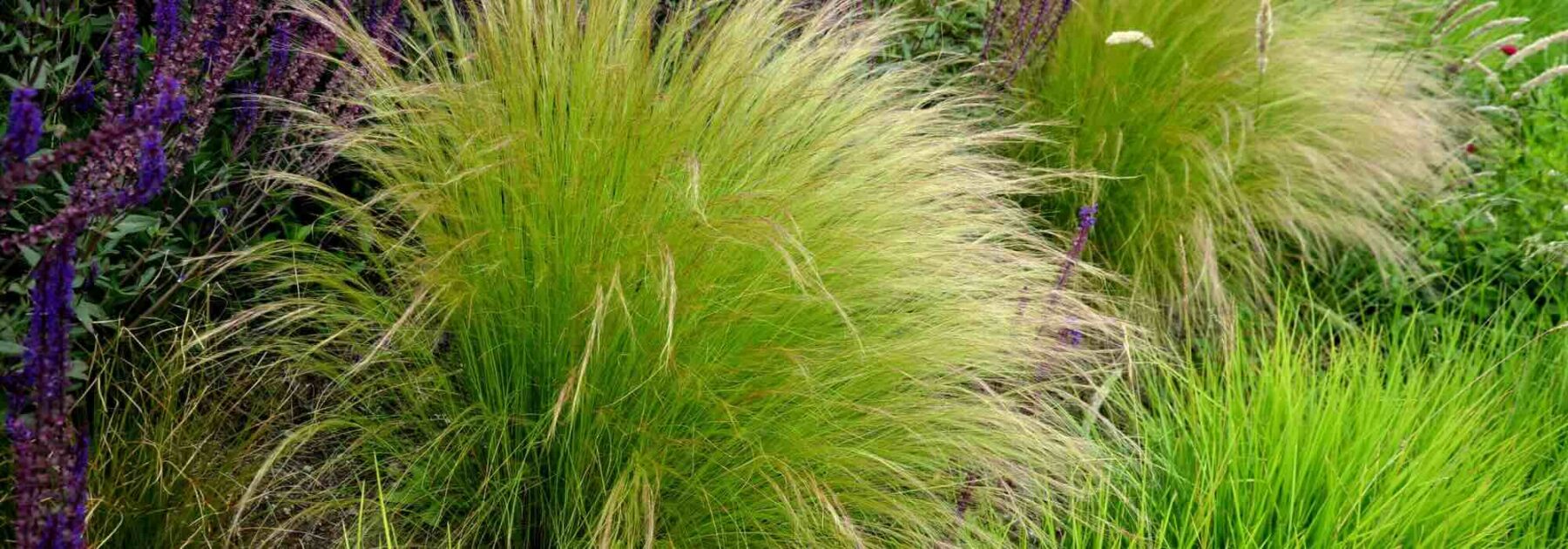 Stipa : quelle variété choisir pour votre jardin ?