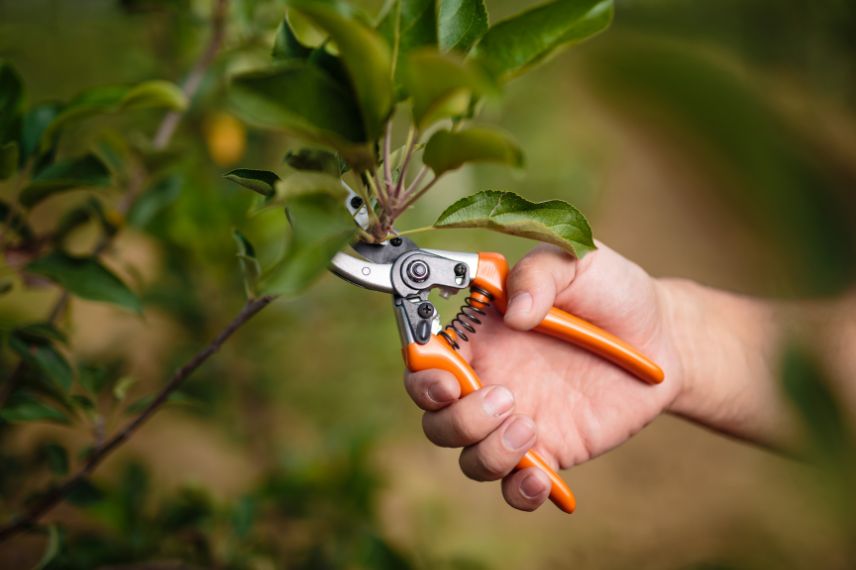 secateur pour tailler plante