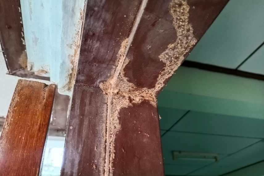 termites infested house