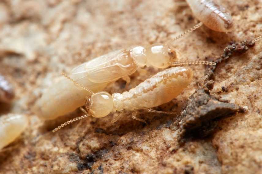 termites in france