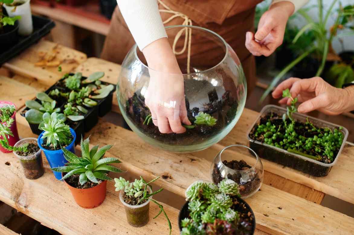 cryptanthus deco terrarium