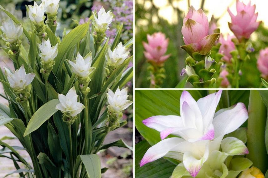 Curcuma alismatifolia 