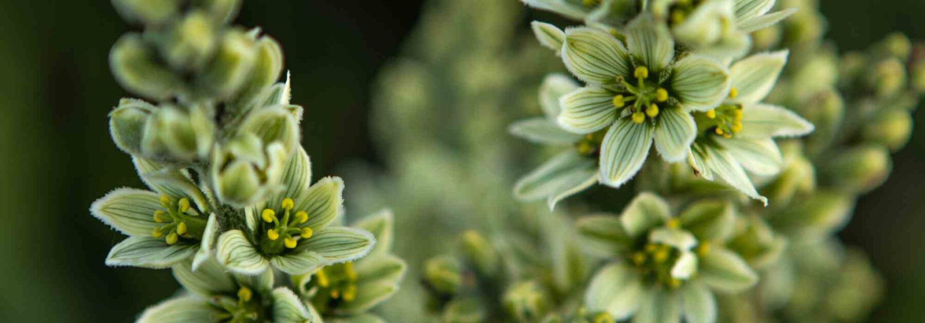 Découvrez les vivaces à fleurs vertes, pépites du monde végétal