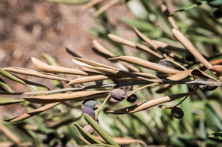 bacteriosis xylella fastidiosa