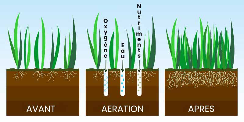 Pourquoi aérer sa pelouse
