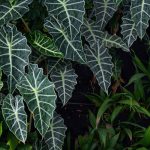 Alocasia - Oreille d'éléphant : cultiver et entretenir