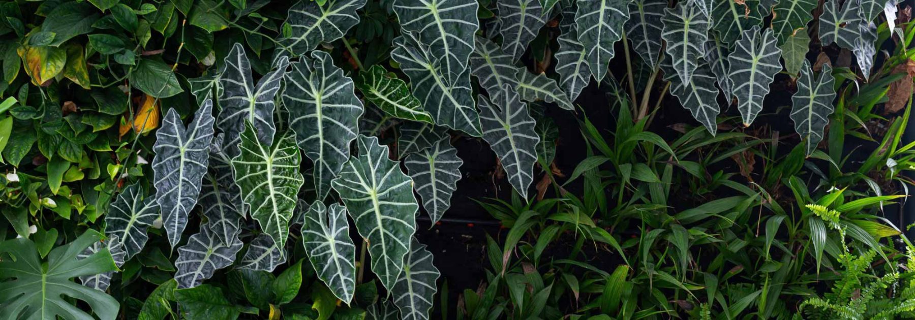 Alocasia - Oreille d'éléphant : cultiver et entretenir