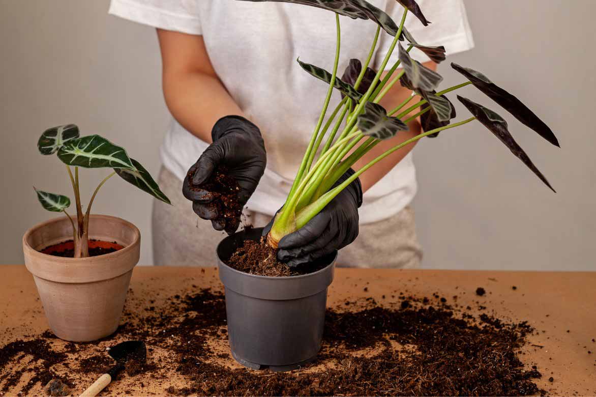 Comment planter l'Alocasia en pot