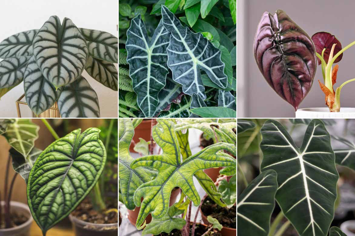 Le feuillage de differentes varietes d'Alocasia