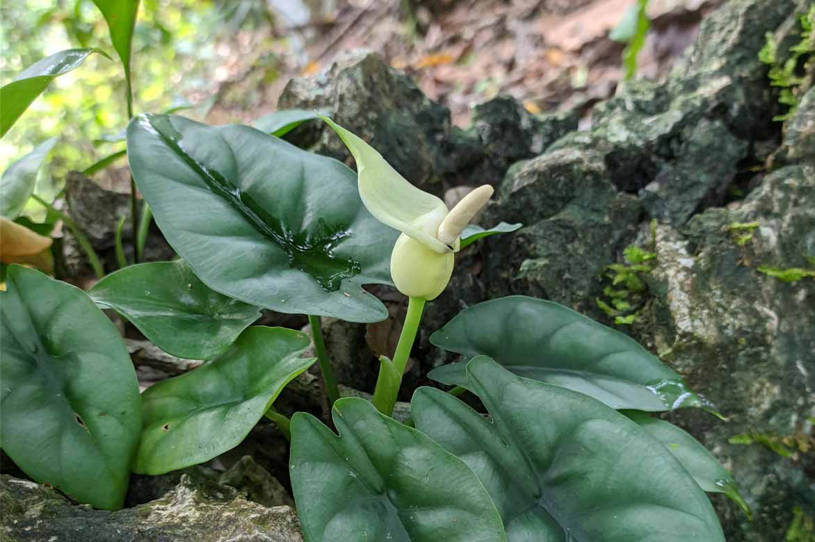 Fleurs d'Alocasia