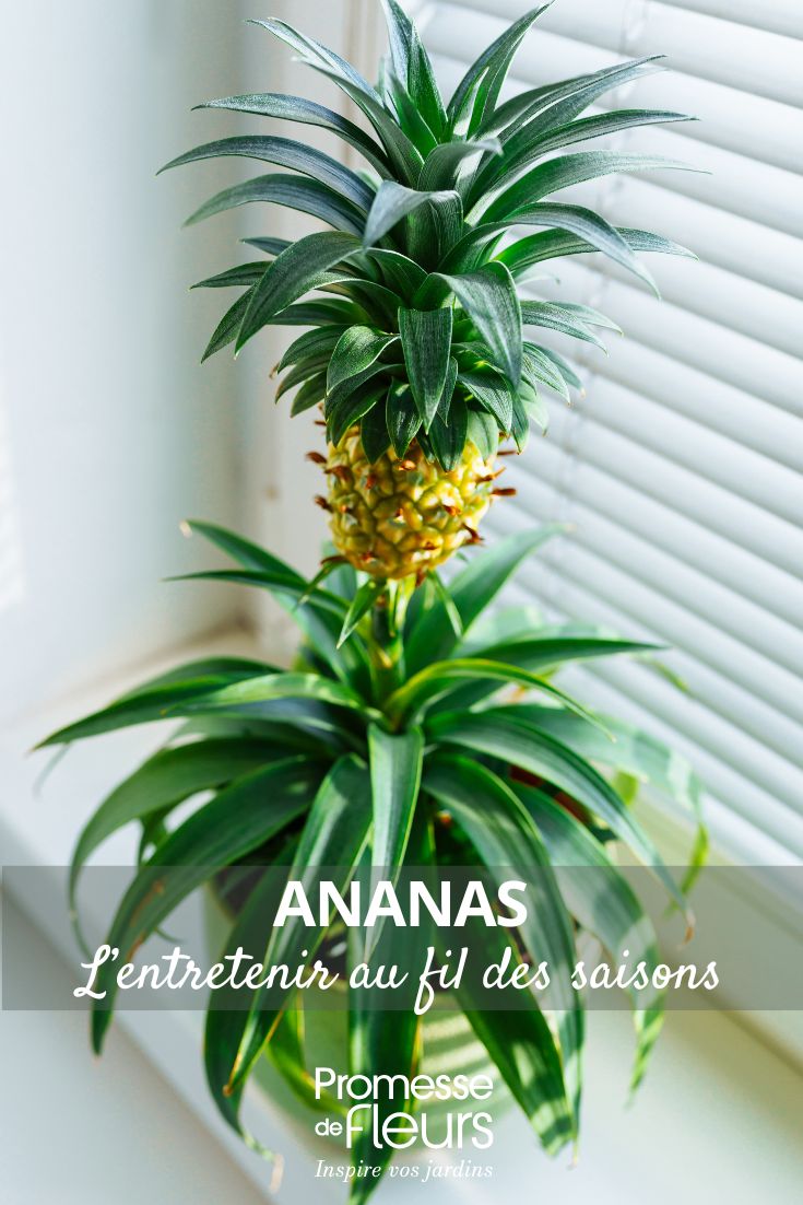 Ananas comosus