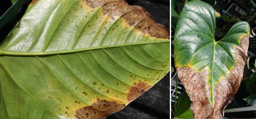 anthurium maladies