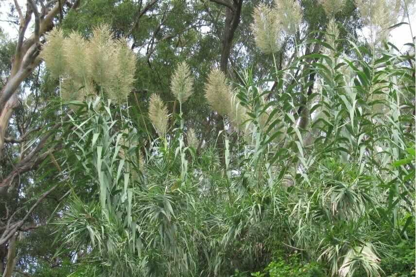 touffe de Canne de Provence