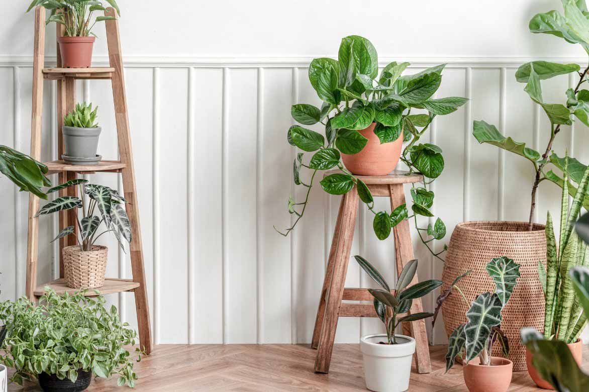 Alocasia et plantes d'interieur