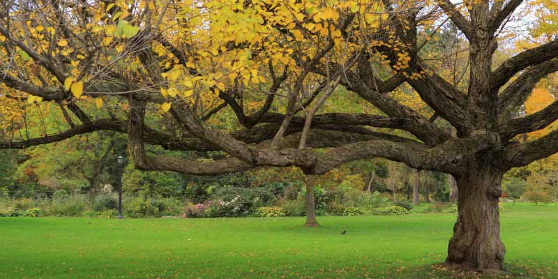 Cercidiphyllum, Arbre à caramel