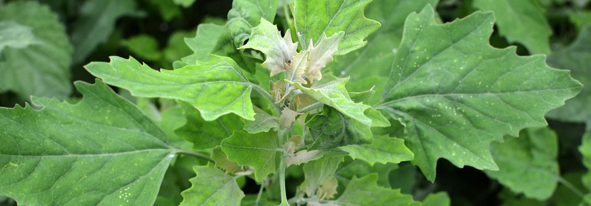 Comment reconnaître le Chénopode et s'en débarrasser au jardin ?