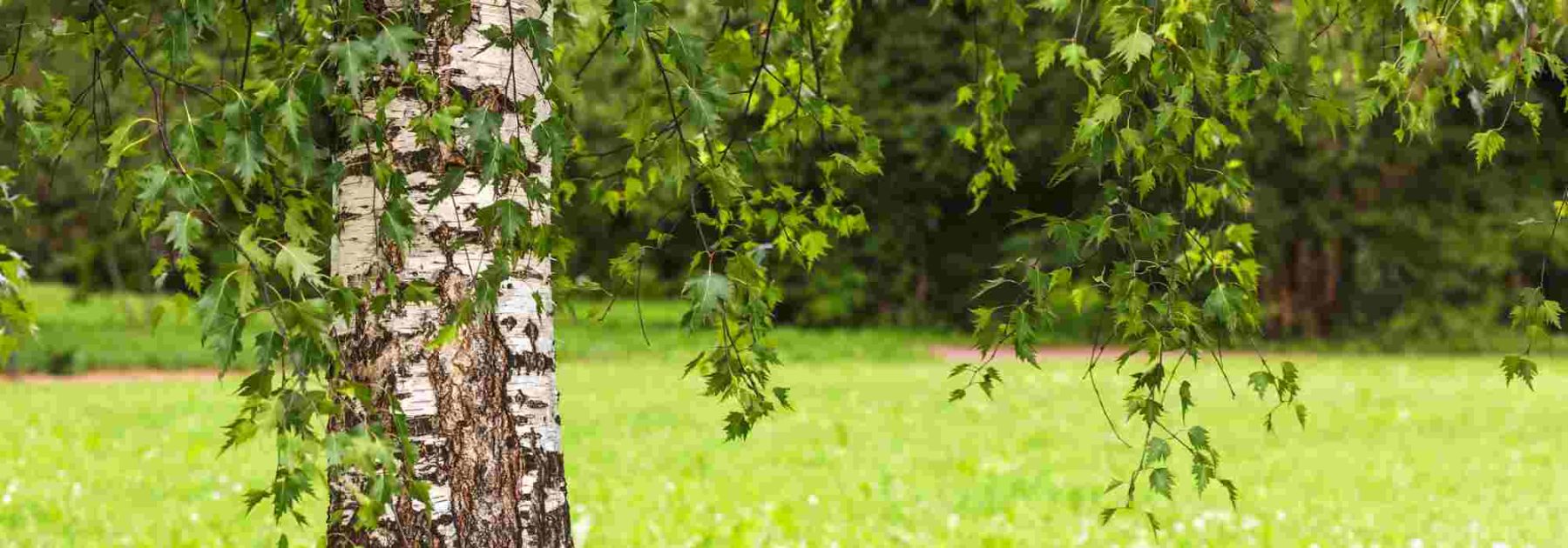 Jardinage débutant : choisir un arbre adapté à son jardin en 6 étapes simples