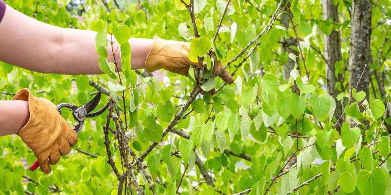 Comment tailler le Cercidiphyllum