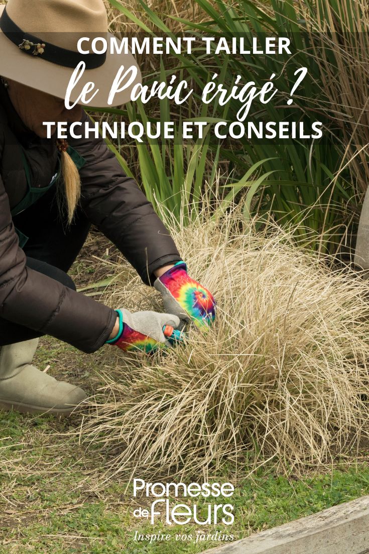 Quand et comment tailler le Panic érigé ou Panicum au jardin ?