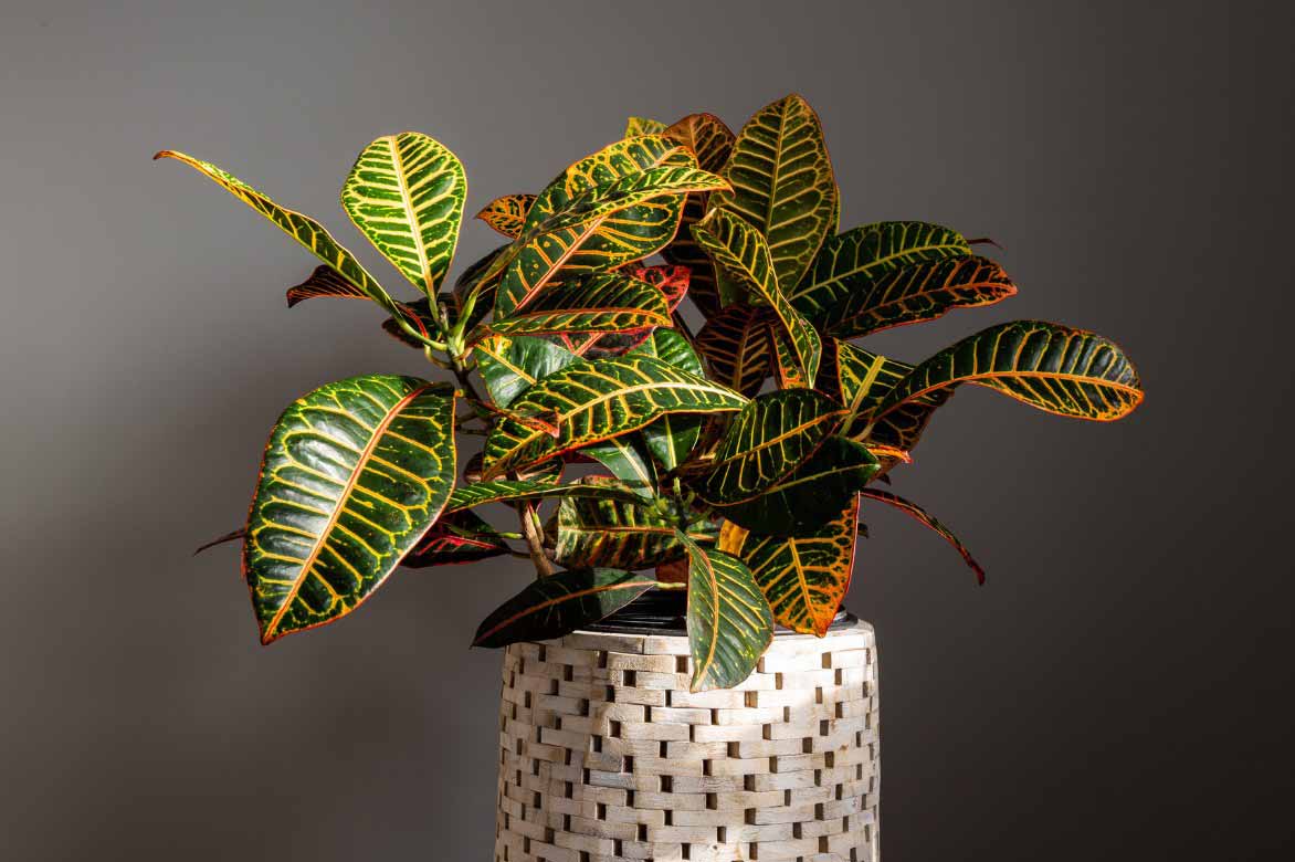 Cultiver le croton, Codiaeum Variegatum