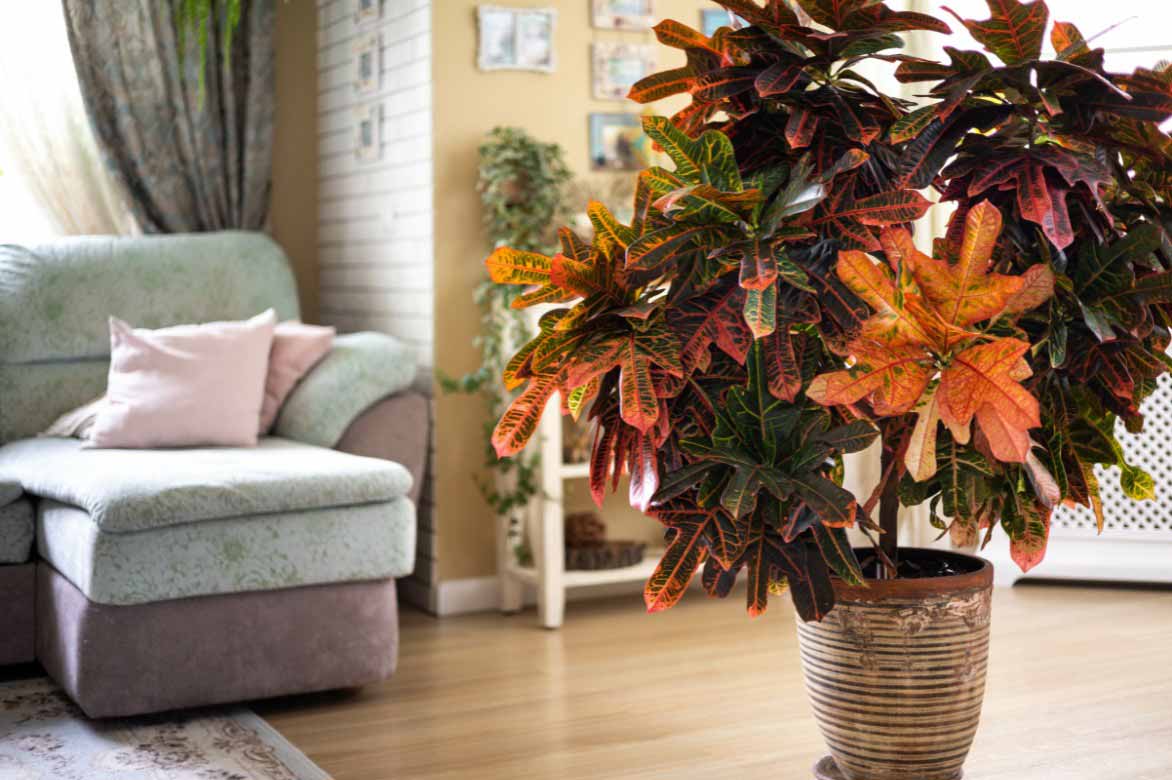 Croton cultivé en intérieur