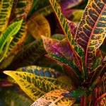 Le croton : plantation, culture, entretien