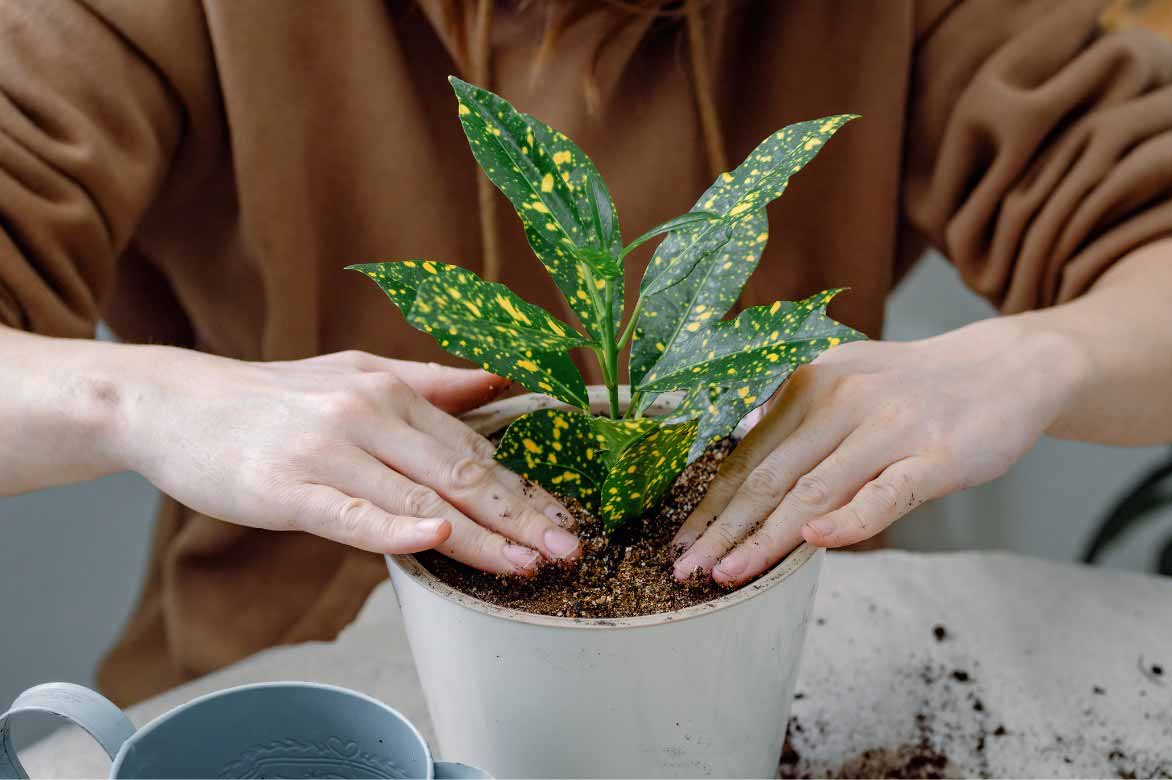 Plantation d'un croton en pot