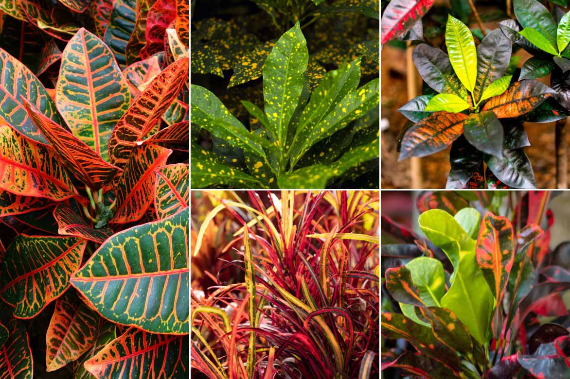 Differentes varietes de croton, Codiaeum