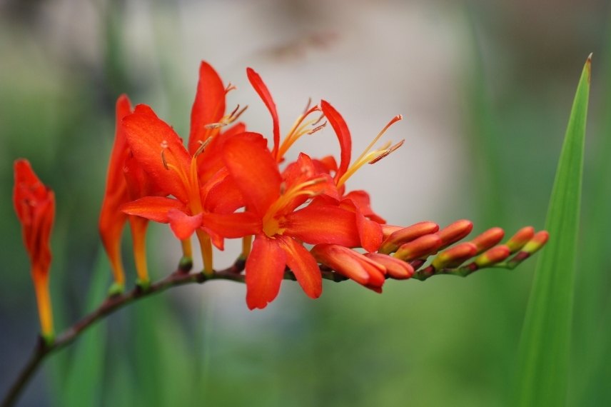 bulbes longue floraison 