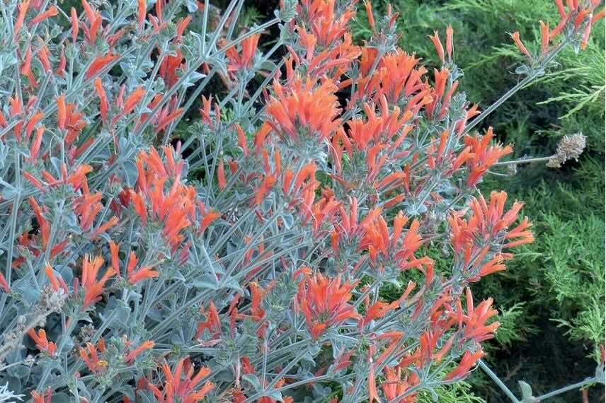 floraison orange Dicliptera suberecta