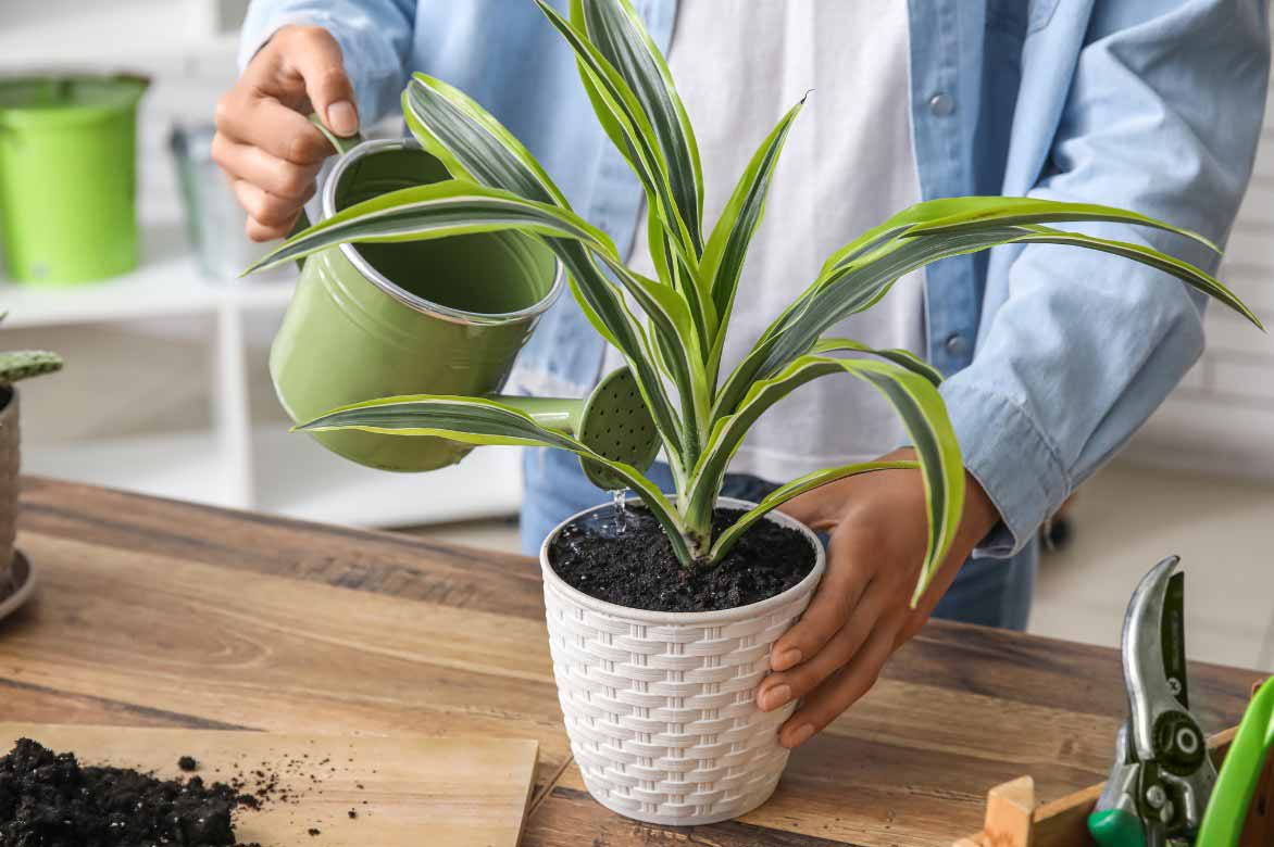 Arrosage d'un Dracaena