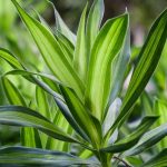 Dracaena (Dragonnier) : plantation, culture, entretien