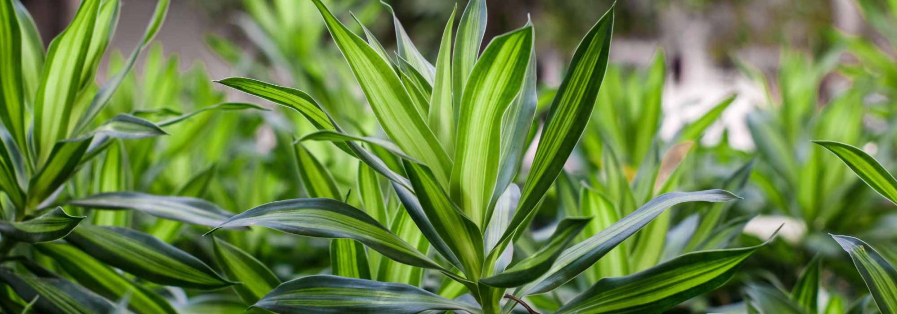 Dracaena (Dragonnier) : plantation, culture, entretien